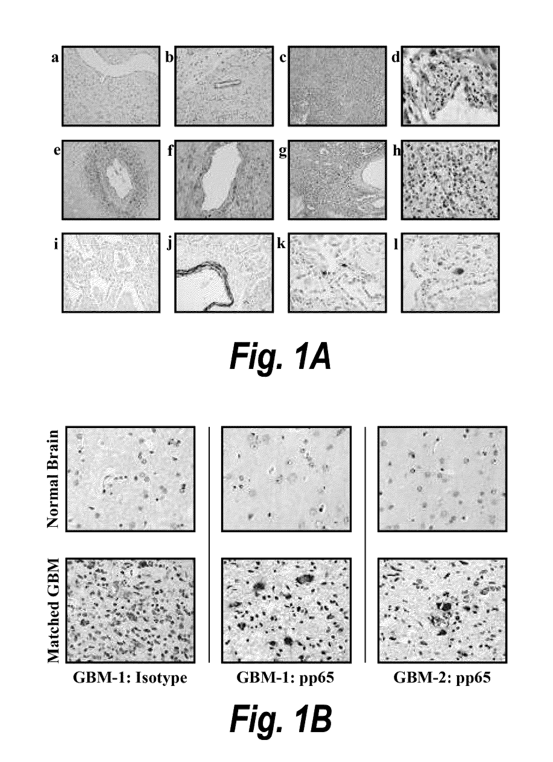 Compositions, methods, and kits for eliciting an immune response