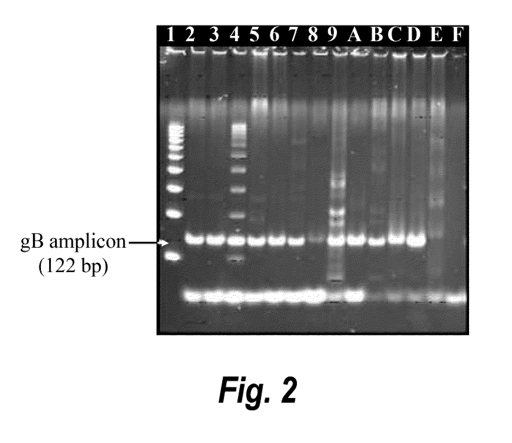 Compositions, methods, and kits for eliciting an immune response