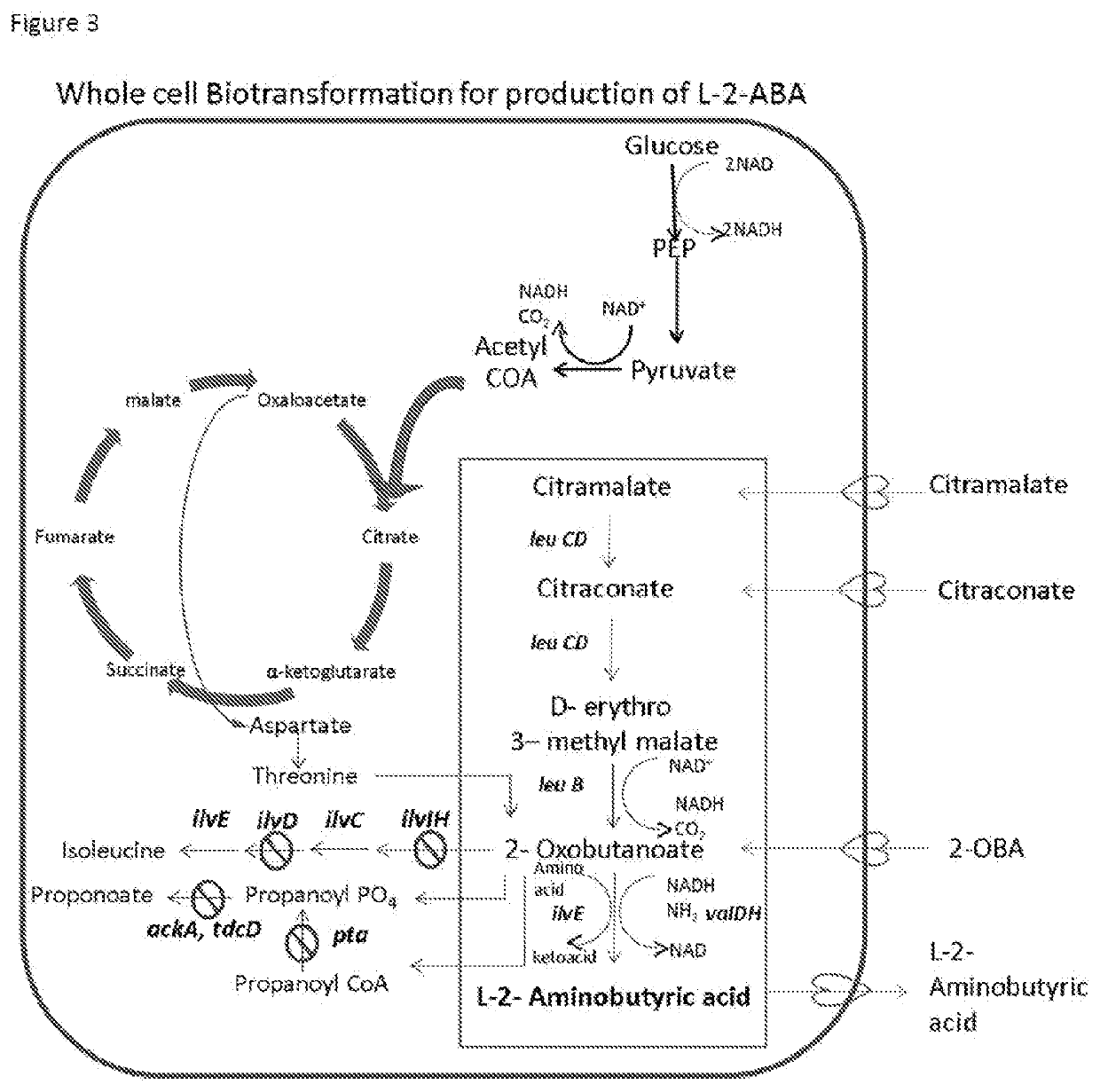 Production of l-2-aminobutyrate from citramalate,citraconate or 2-oxobutanoate