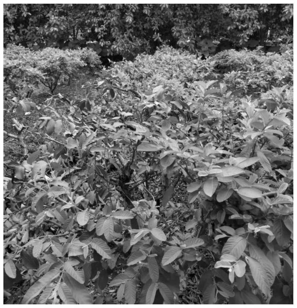Pruning method for regulating and controlling guava production period