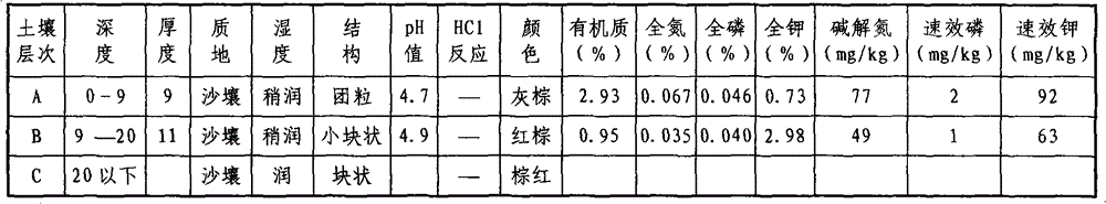 Method for treating stony desertification in semiarid hot and warm area by applying improved pinus elliottii