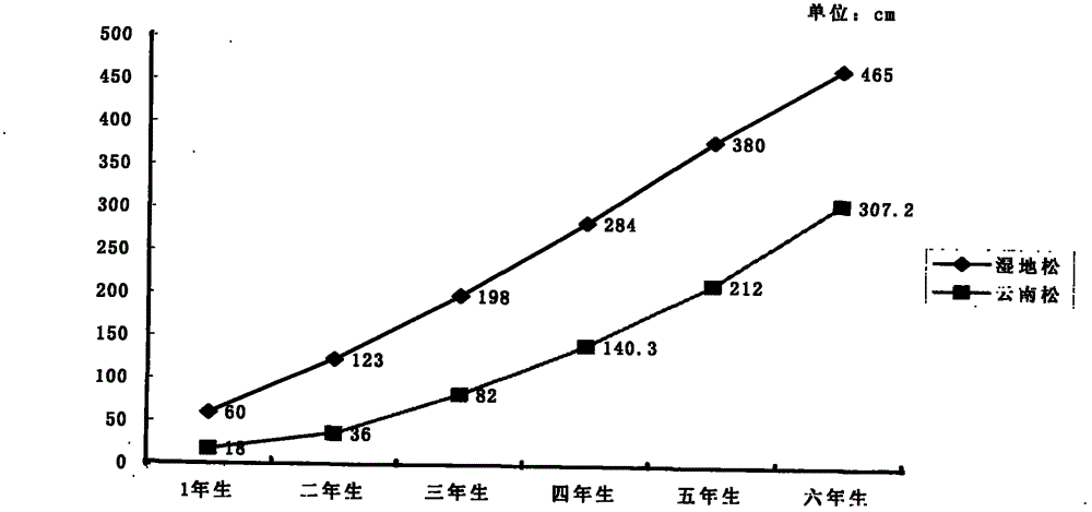 Method for treating stony desertification in semiarid hot and warm area by applying improved pinus elliottii