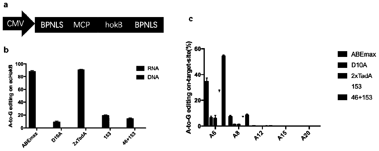 Adenine base editing tool and application thereof