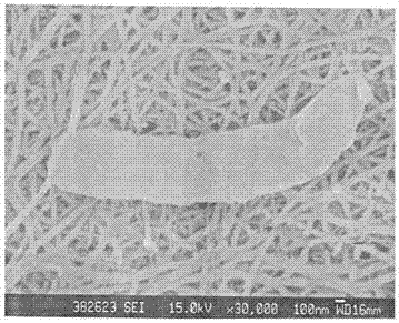 Separation, identification and applications of bacterial cellulose production strain