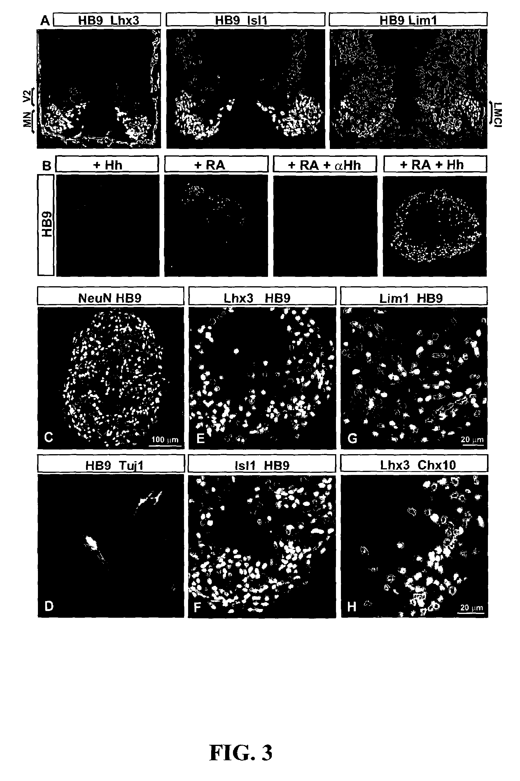 Methods for inducing differentiation of embryonic stem cells and uses thereof