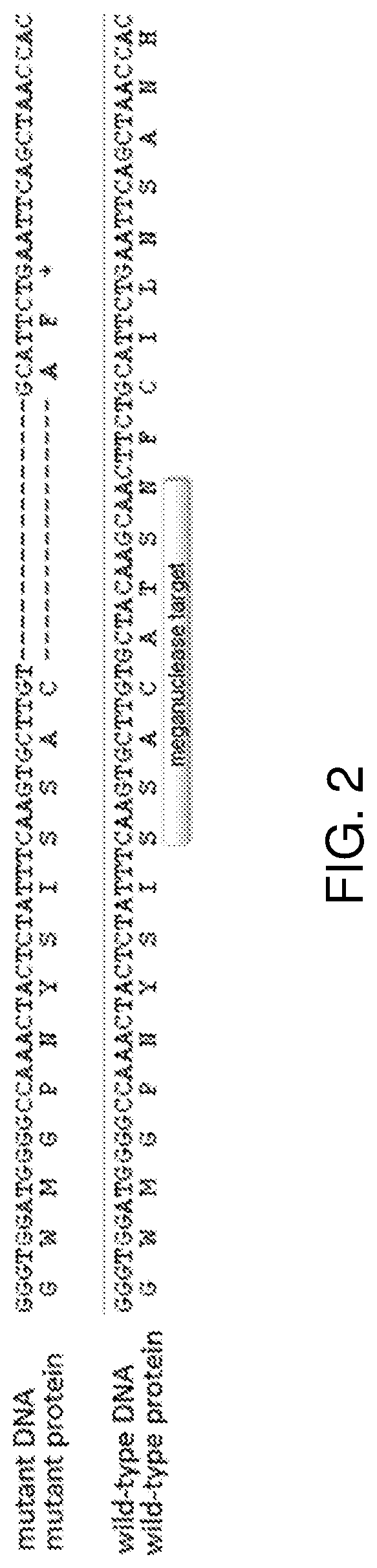 Engineered nucleases in plant generation