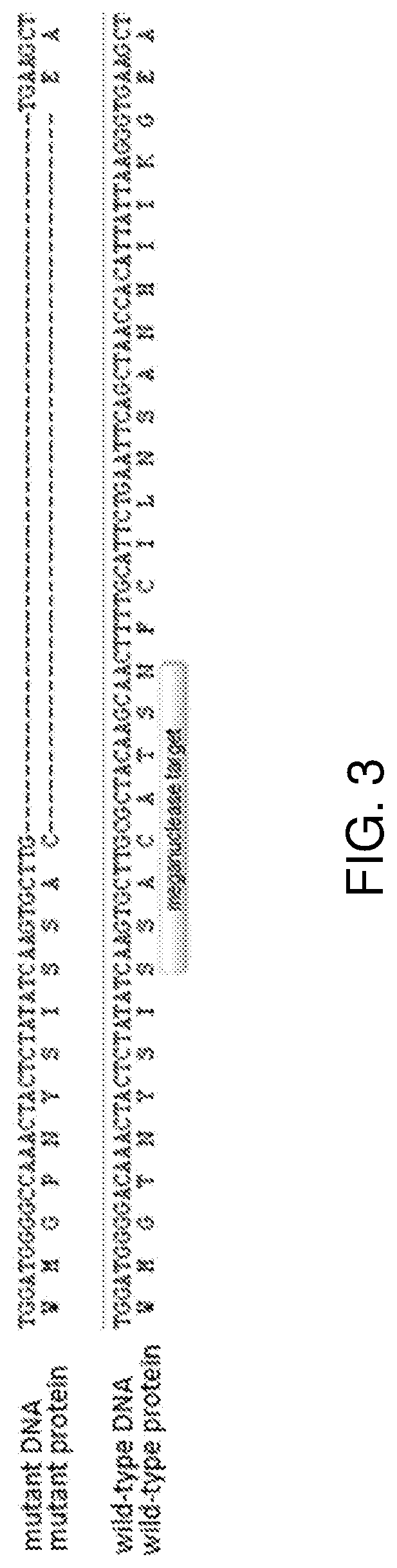 Engineered nucleases in plant generation