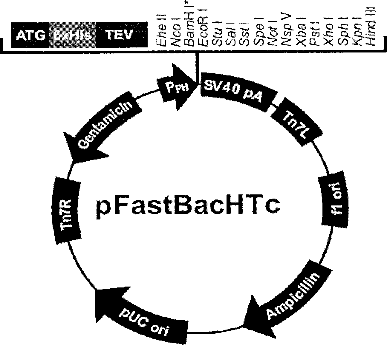 Recombined rhabdovirus AcBac delt CC-GP41 and constructing method thereof