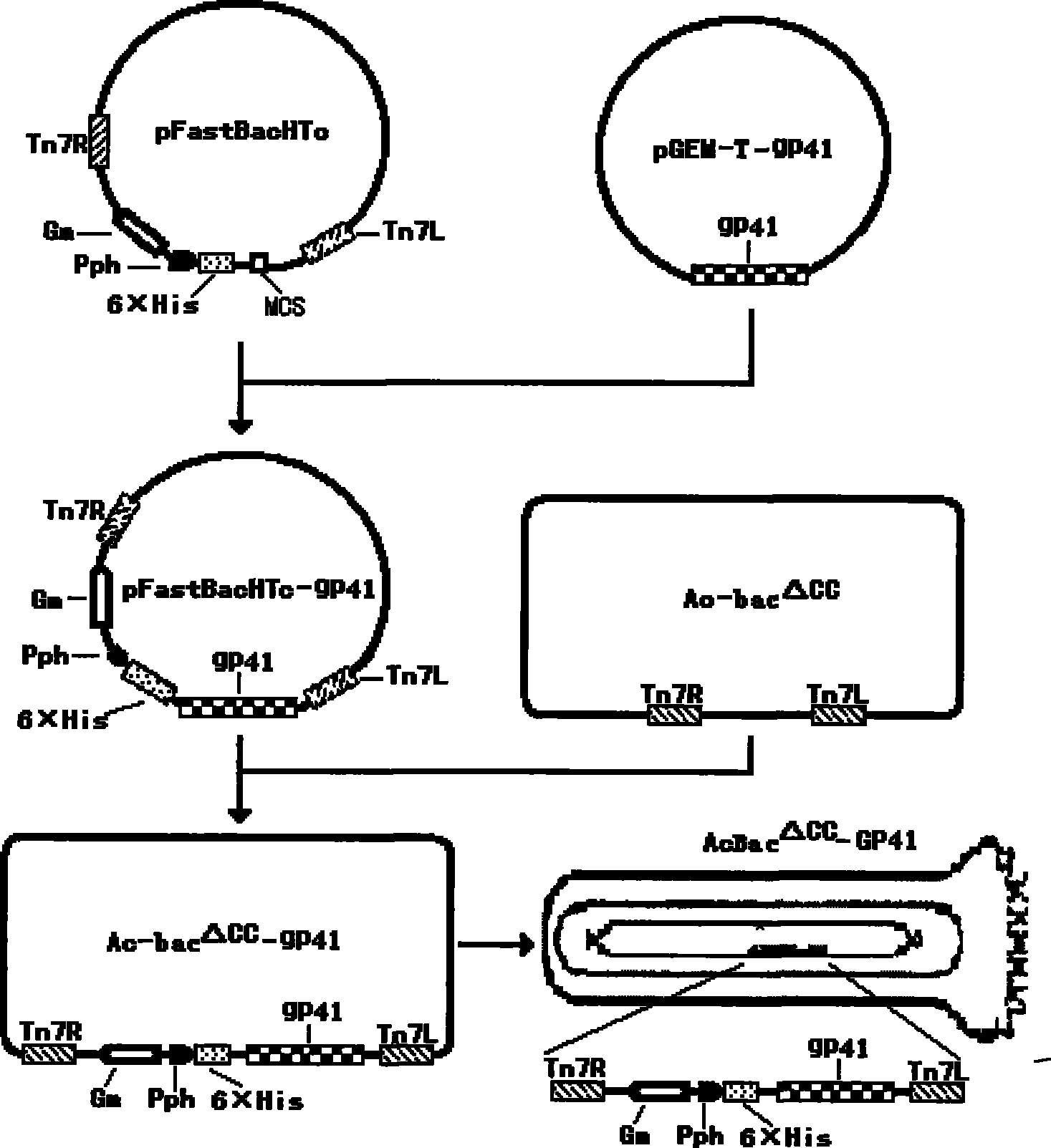 Recombined rhabdovirus AcBac delt CC-GP41 and constructing method thereof