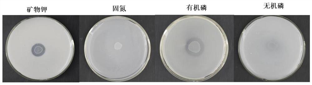 A Salt-resistant Potassium Promoting Microbacterium Oxygenans 41c8, Bacterial Agent and Its Application