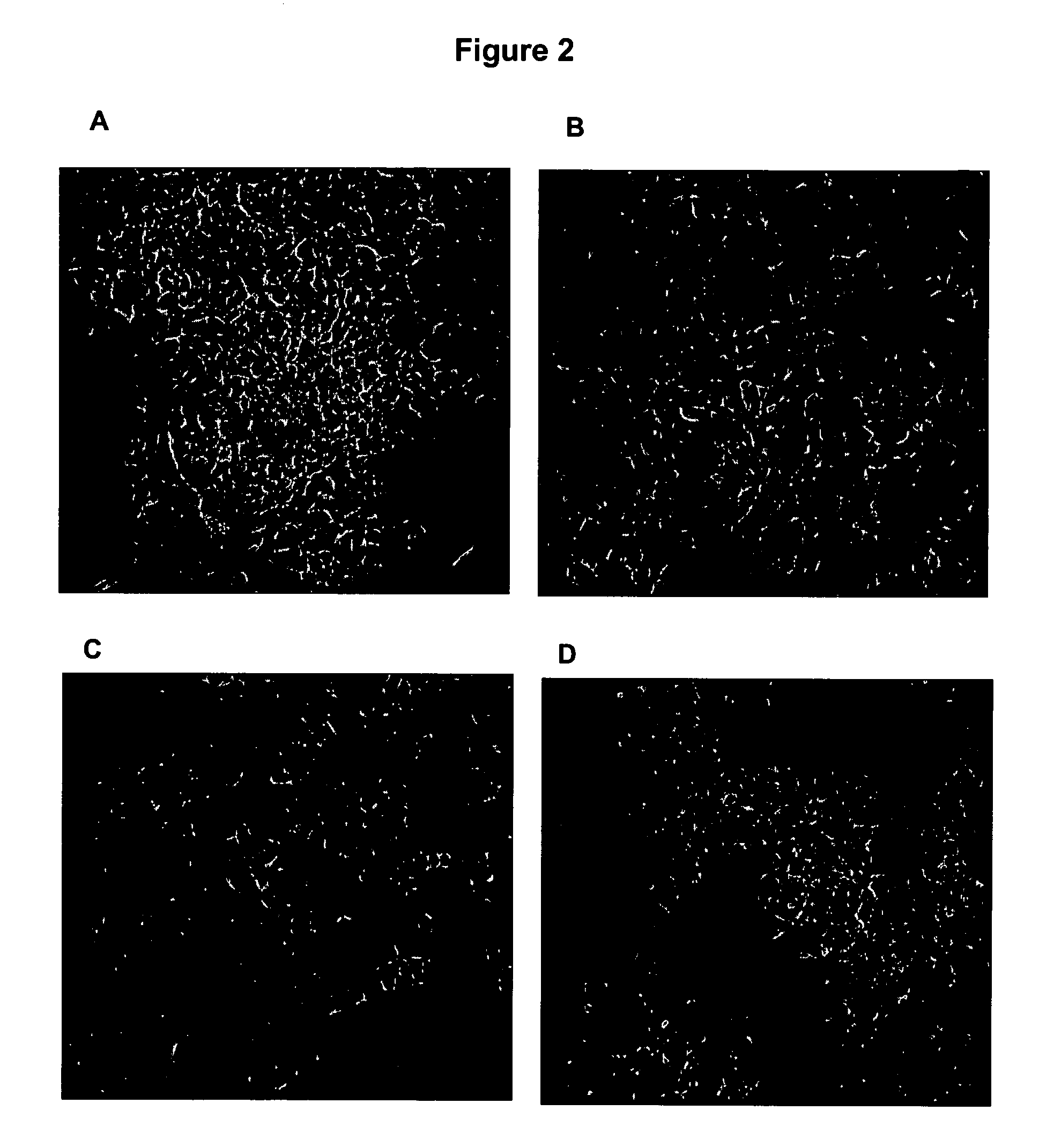 Compositions And Methods For Self-Renewal And Differentiation In Human Embryonic Stem Cells