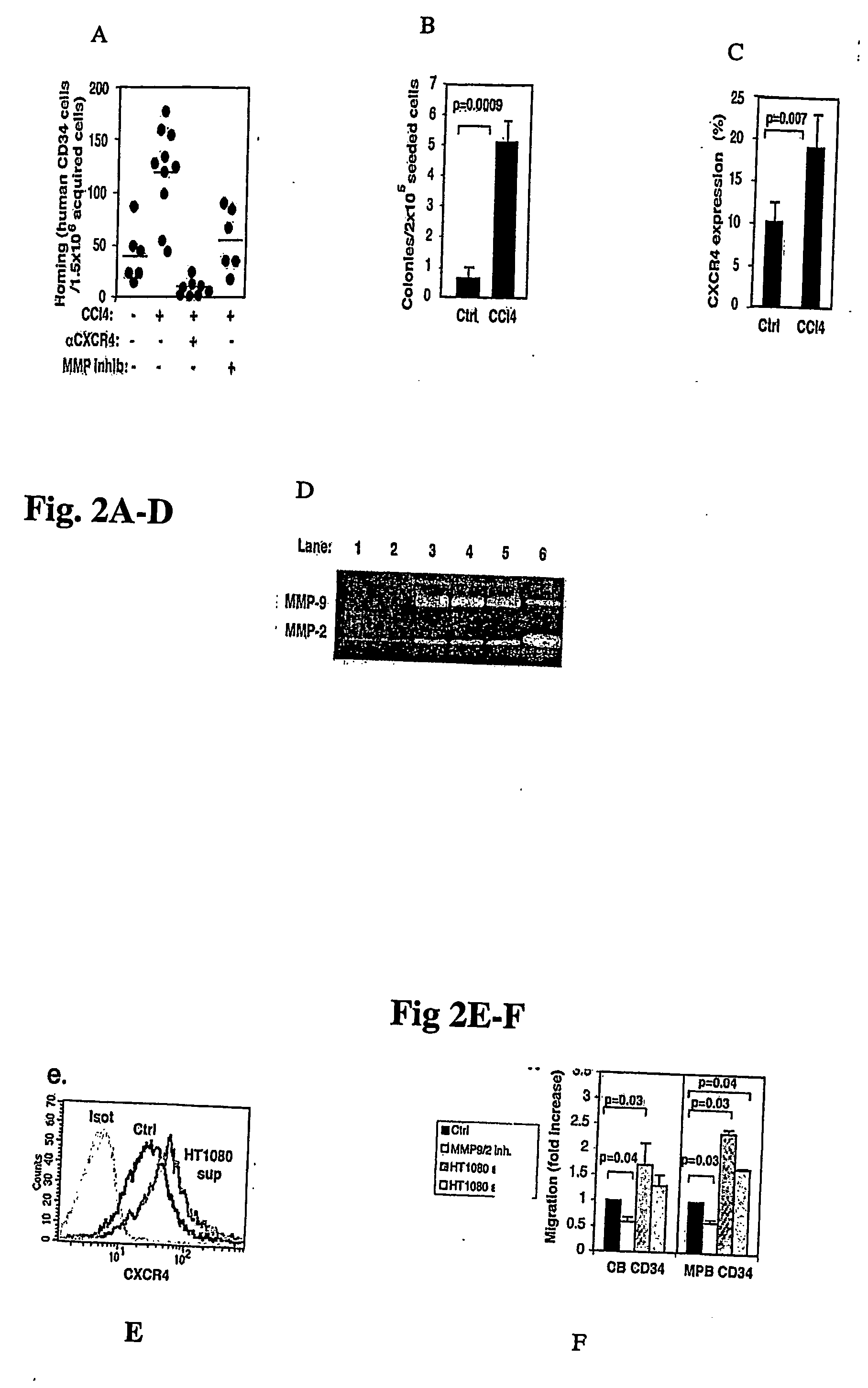 Stem cells having increased sensitivity to sdf-1 and methods of generating and using same