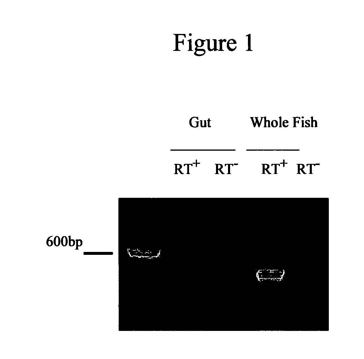 Zebrafish model for assessing gastrointestinal motility