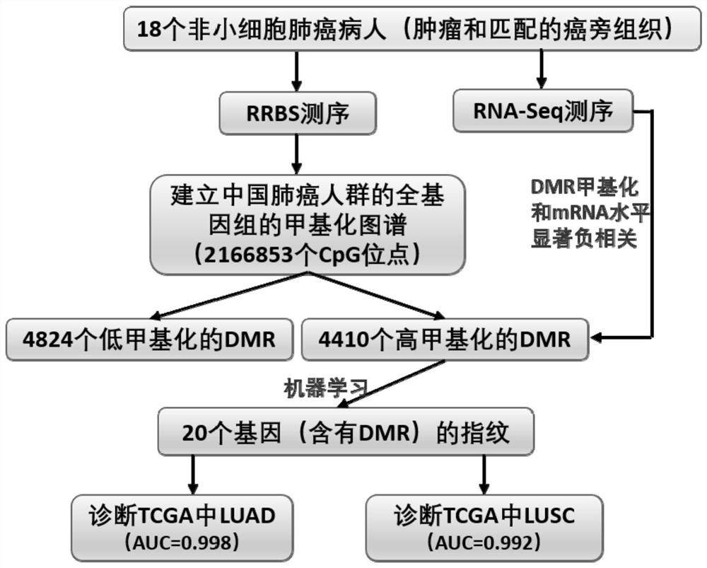 Lung cancer DNA methylation molecular markers and application thereof in preparation of kit for early diagnosis of lung cancer