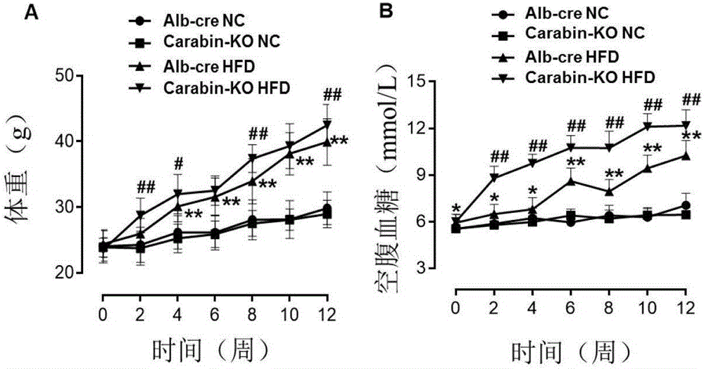 Function and application of Carabin in treatment of fatty liver and diabetes mellitus type 2