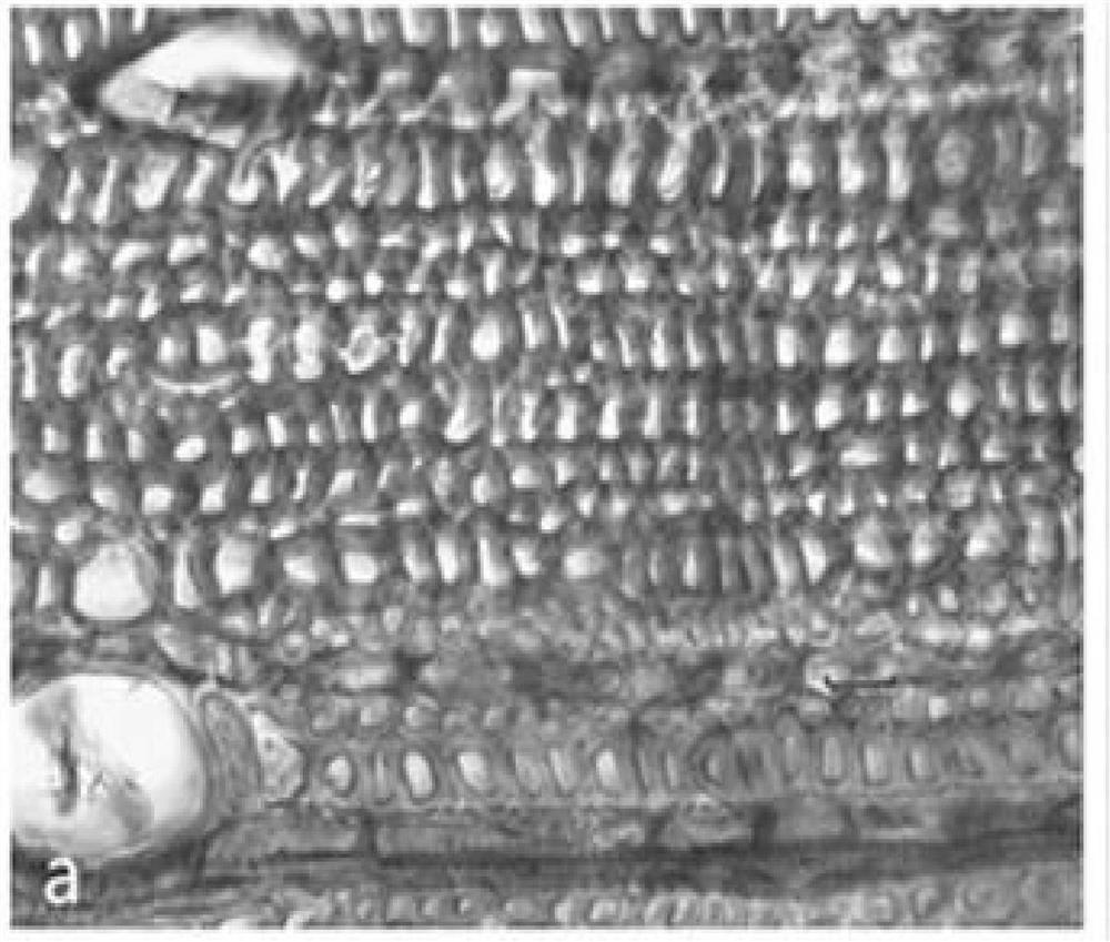 A kind of staining method of the microscopic section of the glue layer of Yingla wood