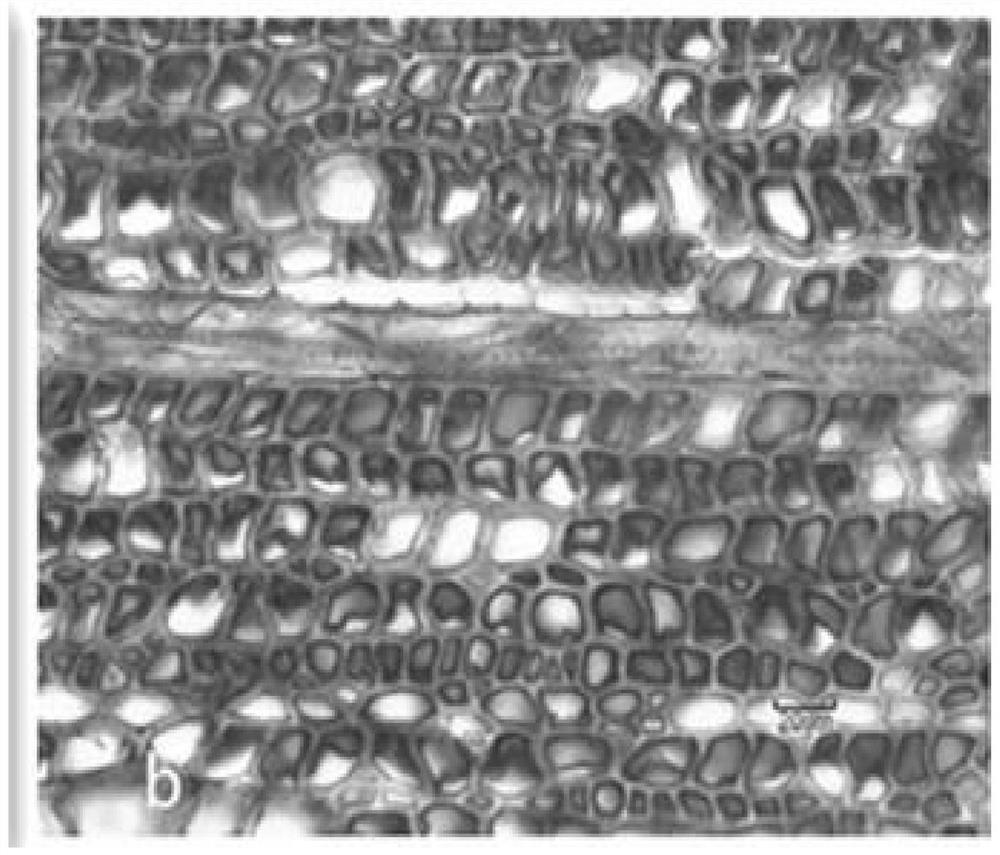 A kind of staining method of the microscopic section of the glue layer of Yingla wood