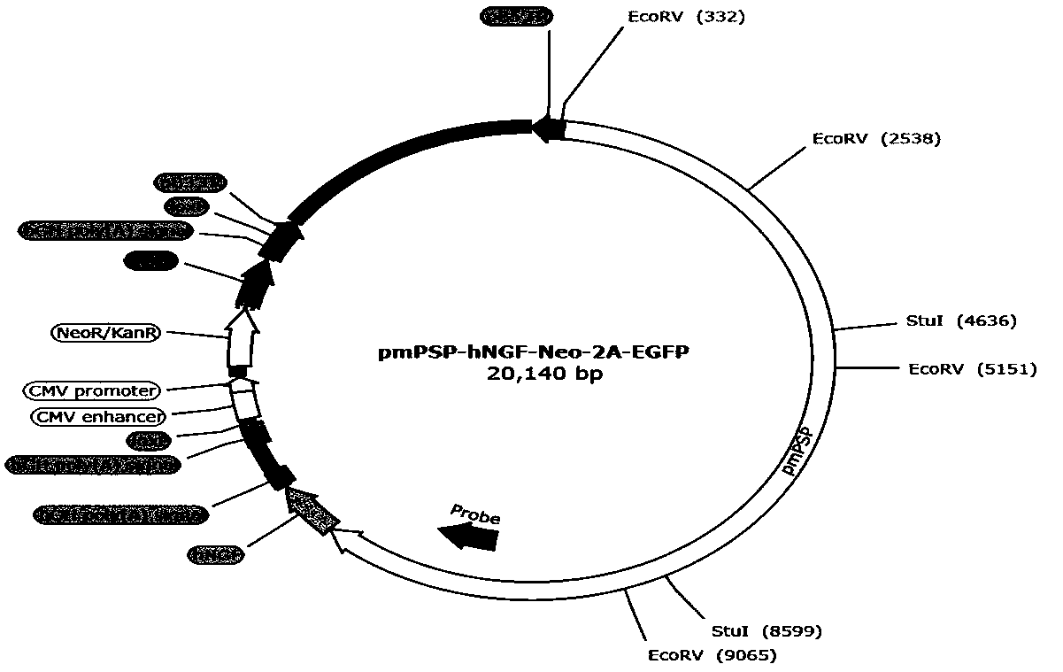 Method for preparing human nerve growth factor using transgenic pig salivary gland