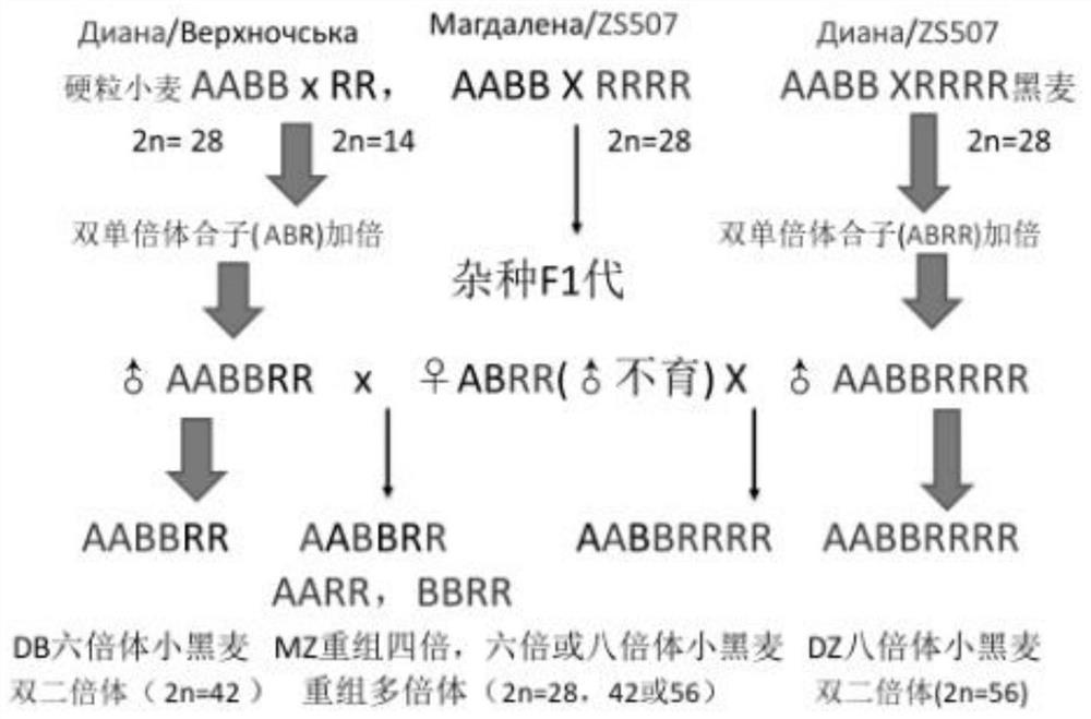 A kind of breeding method of allopolyploid triticale germplasm