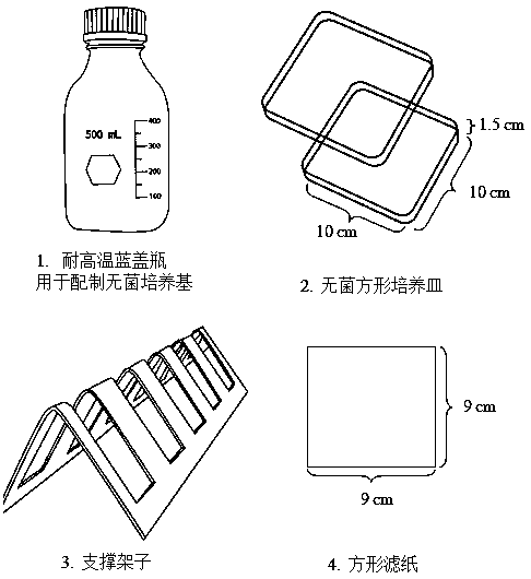 Sterile filter paper cultivation method for studying interaction between plant roots and environment