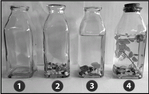 Ecological bottle with aquarium fishes