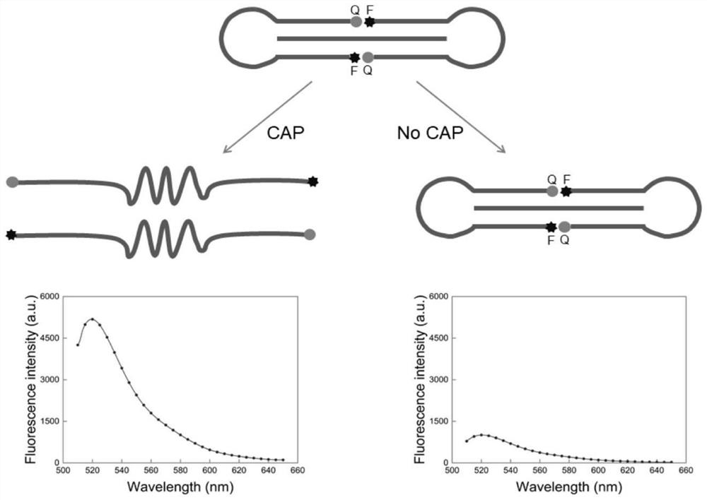 Double-head triple-helix nucleic acid probe and method for detecting chloramphenicol