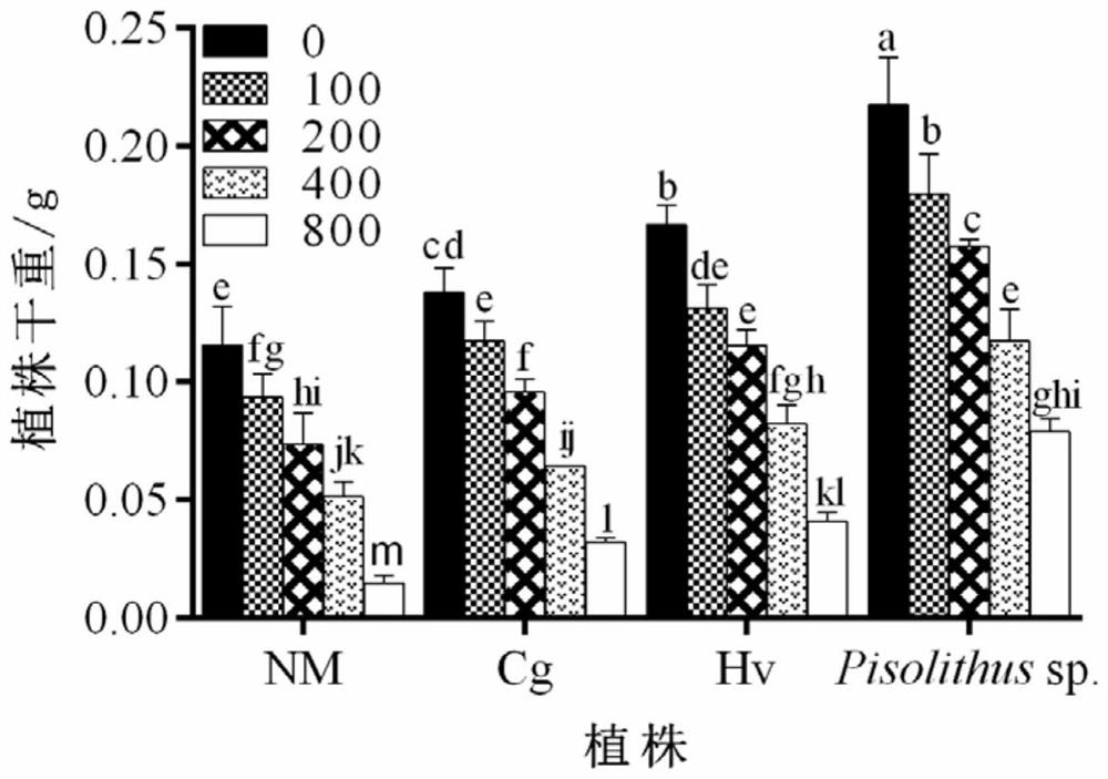 A kind of ectomycorrhizal fungus with cr(vi) tolerance and reducing ability and its application