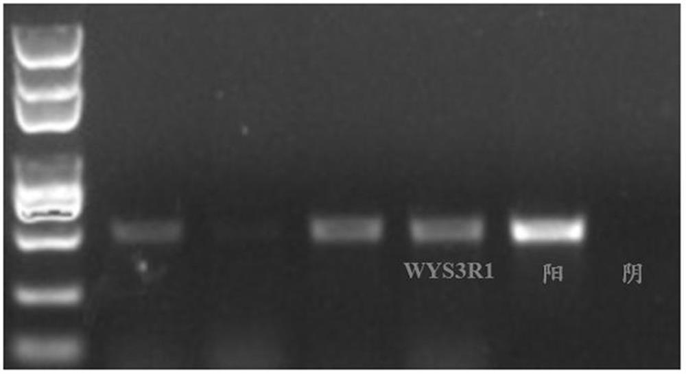 A Rhizobium wys3r1 Strain of Cassia and Its Application
