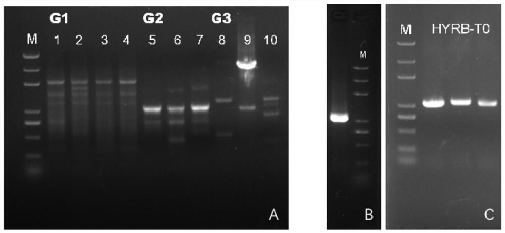 Deep sea fungus FS140 oxidoreductase gene GliT promoter and application thereof