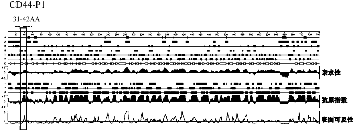 Antigen epitope peptide CD44-P1 based on prostatic cancer stem cell marker CD44 and application thereof