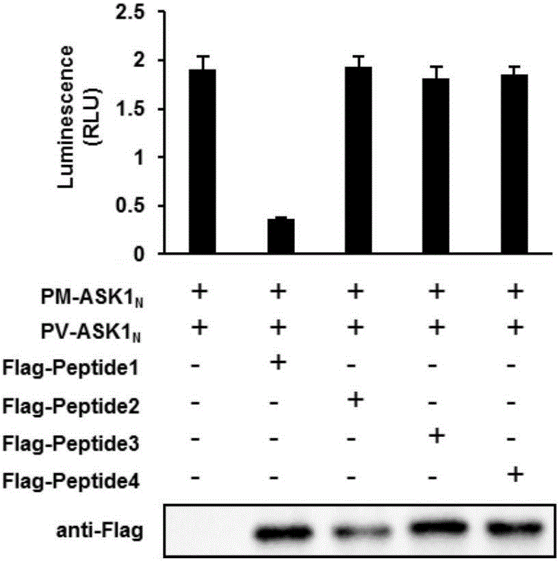 Method for screening drugs for treating steatohepatitis by taking N-terminal dimerization of apoptosis signal-regulating kinase 1 (ASK1) as target