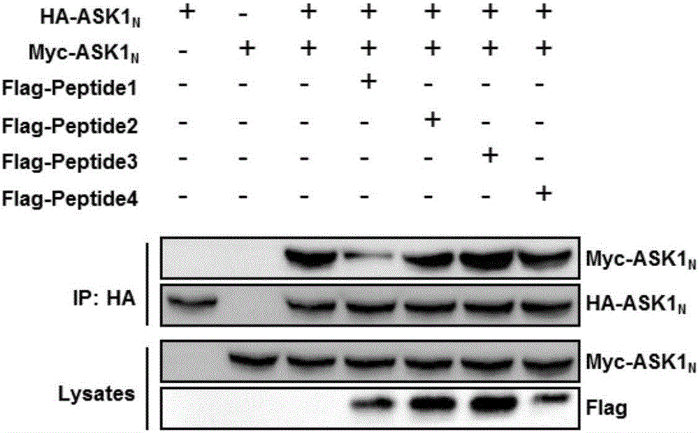Method for screening drugs for treating steatohepatitis by taking N-terminal dimerization of apoptosis signal-regulating kinase 1 (ASK1) as target