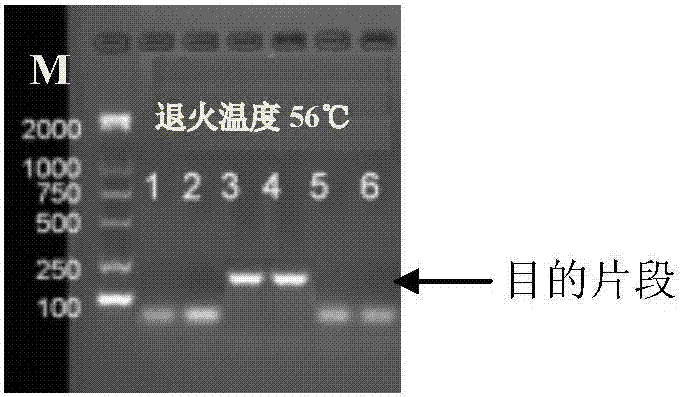 Silurus asotus DNA barcoding standard detection sequence and application thereof