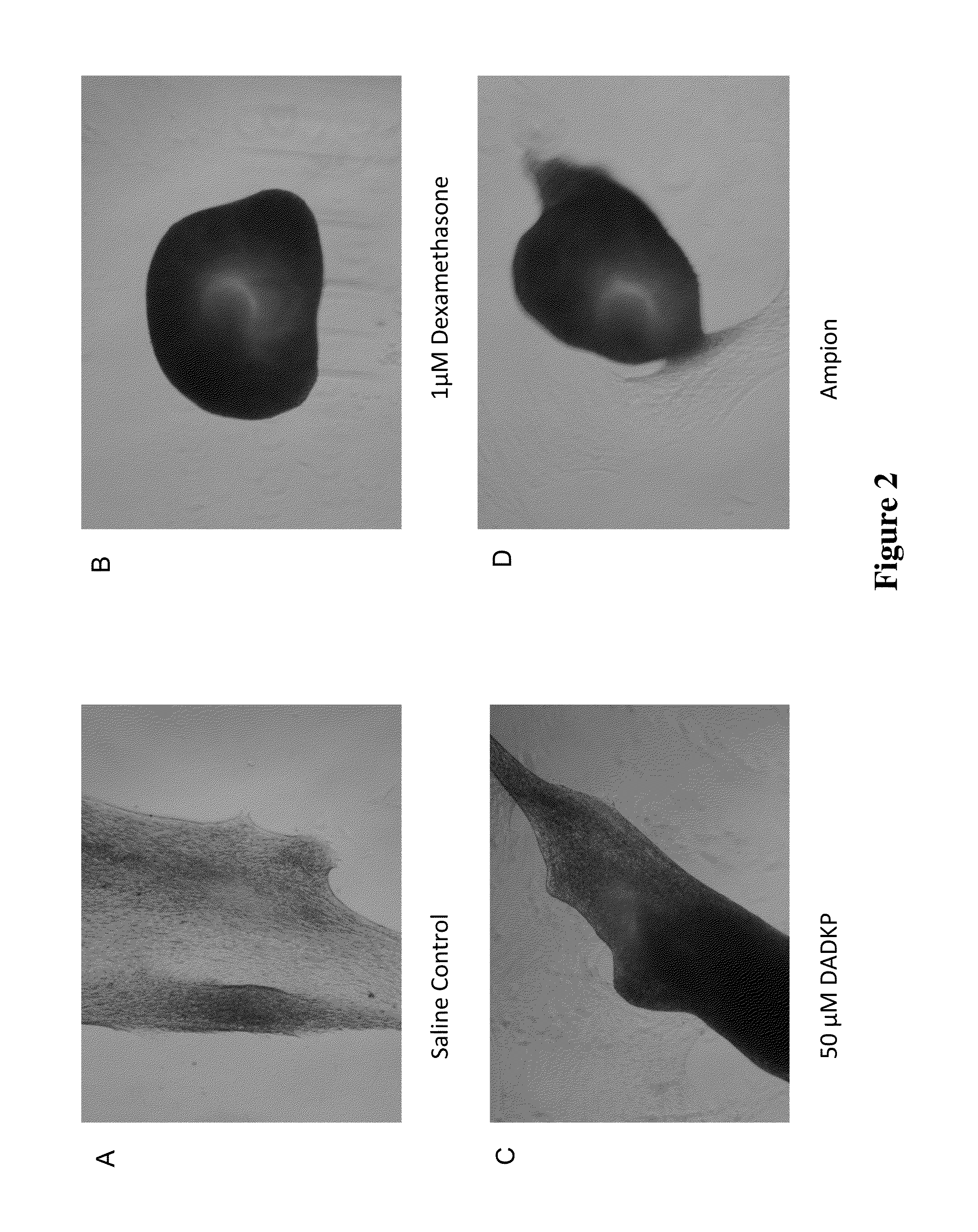 Compositions for the mobilization, homing, expansion and differentiation of stem cells and methods of using the same