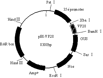 Anti-white-spot-syndrome-virus transgenic algae strain as well as preparation method and application thereof