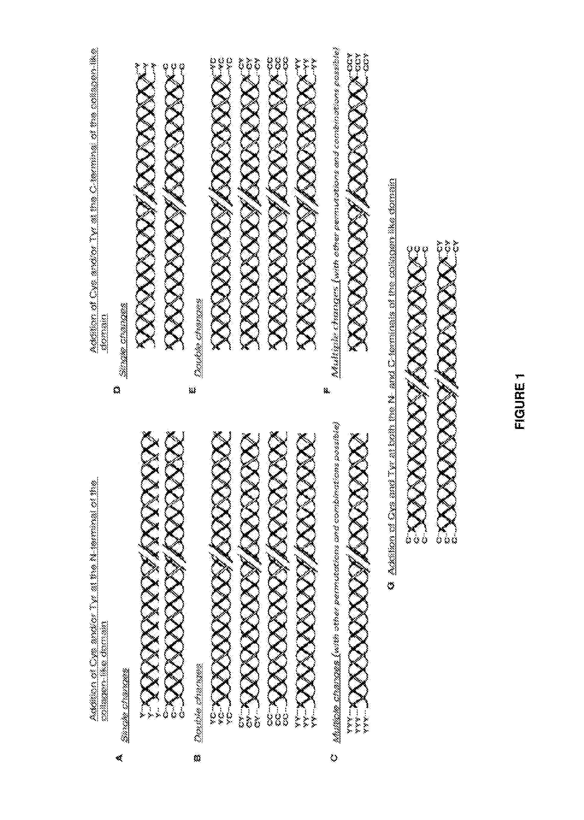 Modified bacterial collagen-like proteins