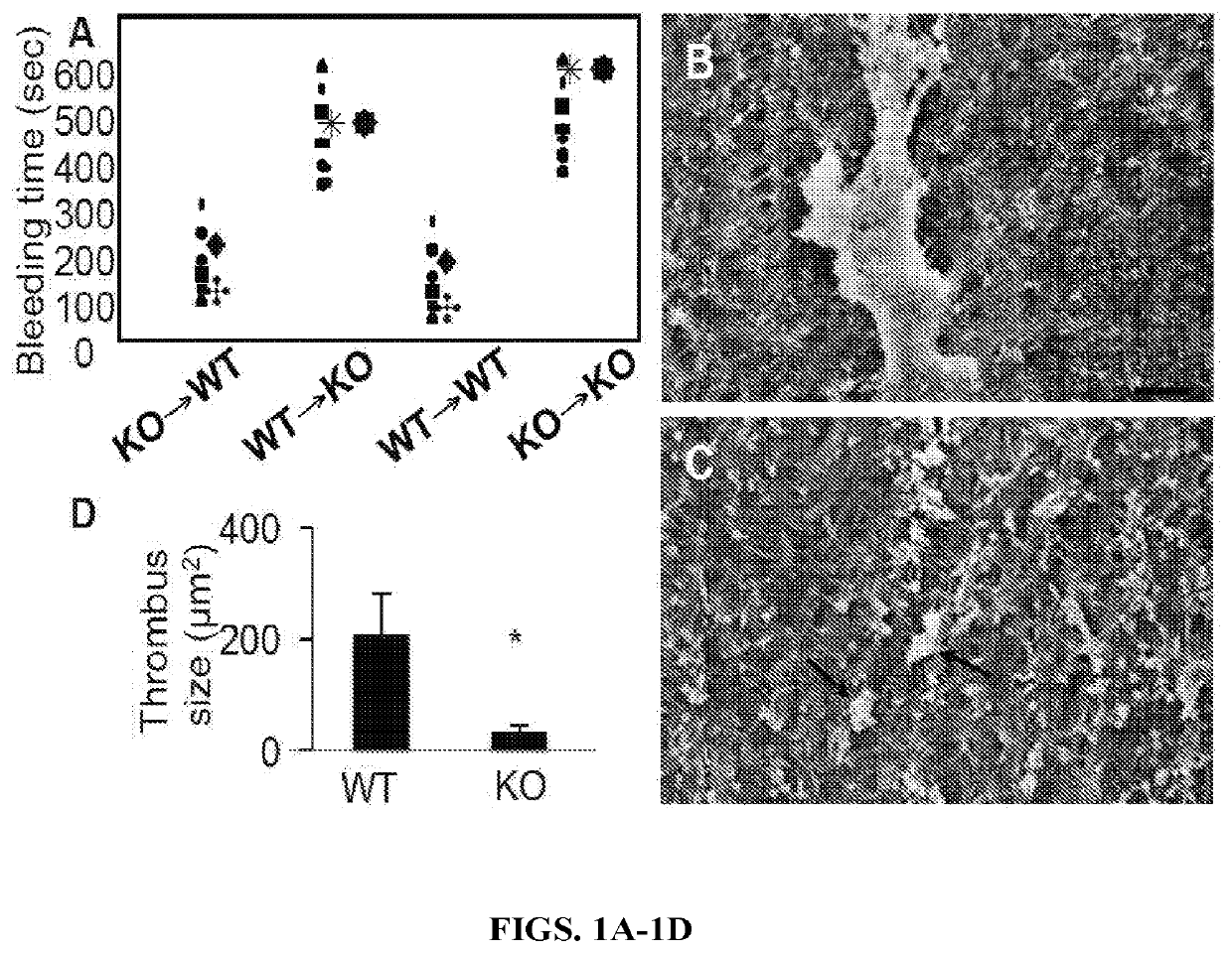 Compositions and methods for grafts modified with a non-thrombogenic and pro-migratory cell-derived extracellular matrix