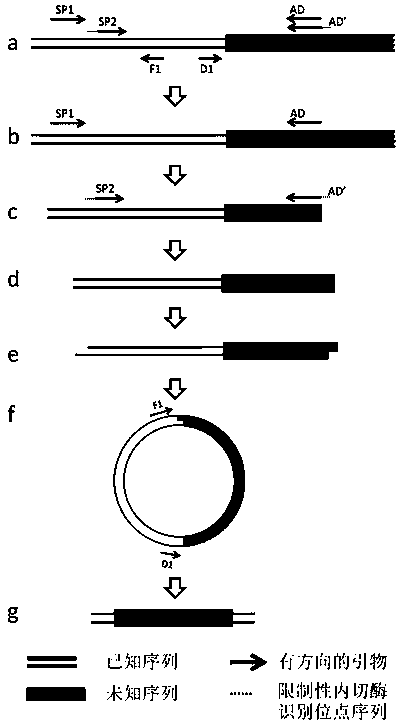 A Method of Obtaining Unknown Sequences Flanking Known Sequences