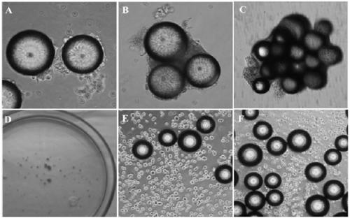 A three-dimensional dynamic culture method for in vitro expansion of spermatogonial stem cells using fact Ⅲ microcarriers
