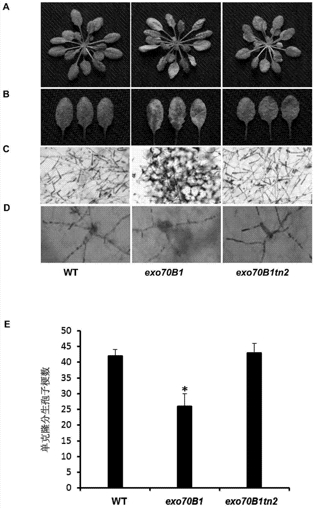 Cloning and application of R gene TN2 for regulating and controlling powdery mildew resistance of plants