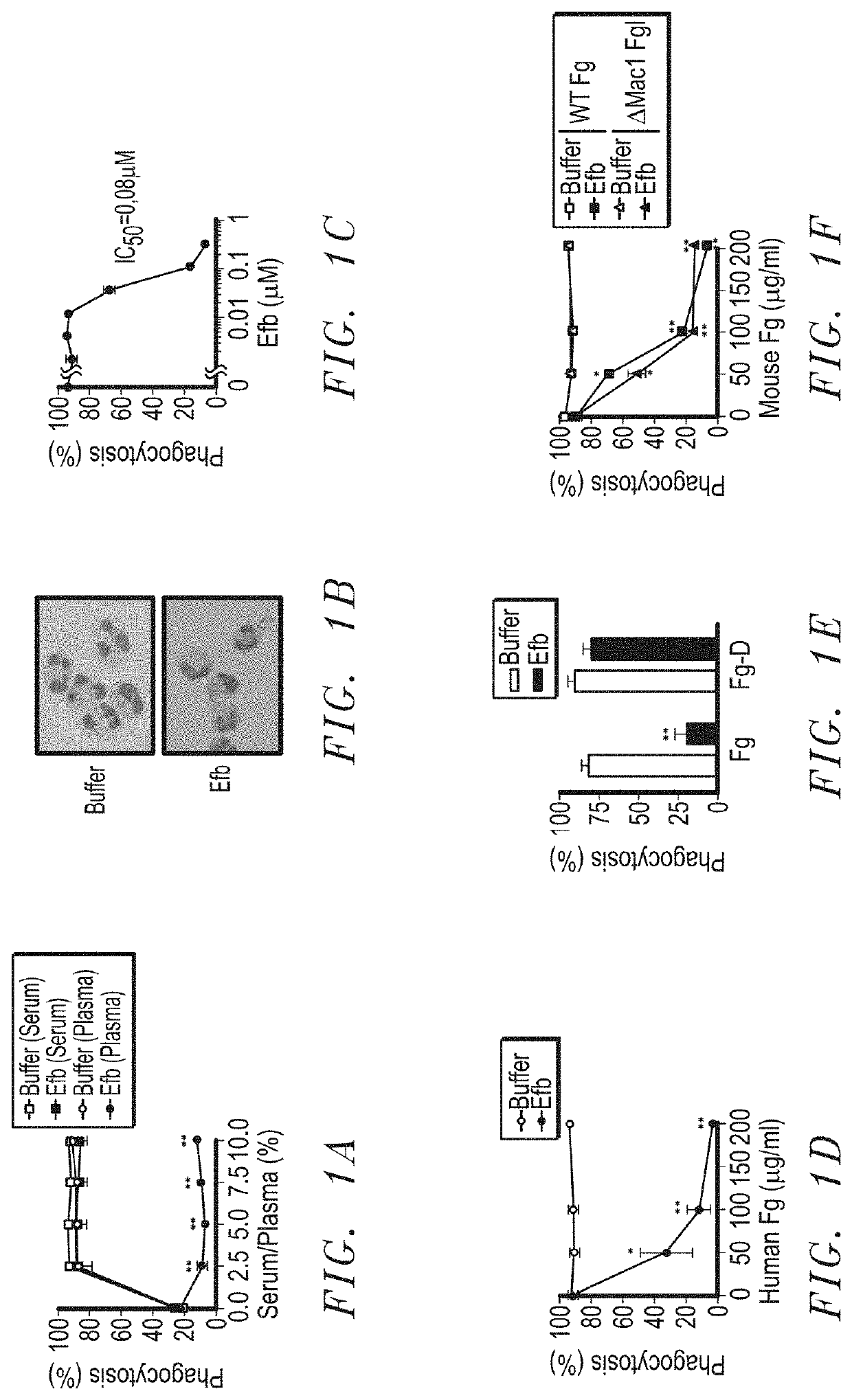 Compositions and use of a fibrinogen binding motif present in efb and coa for therapeutics and vaccines against staphylococcus aureus