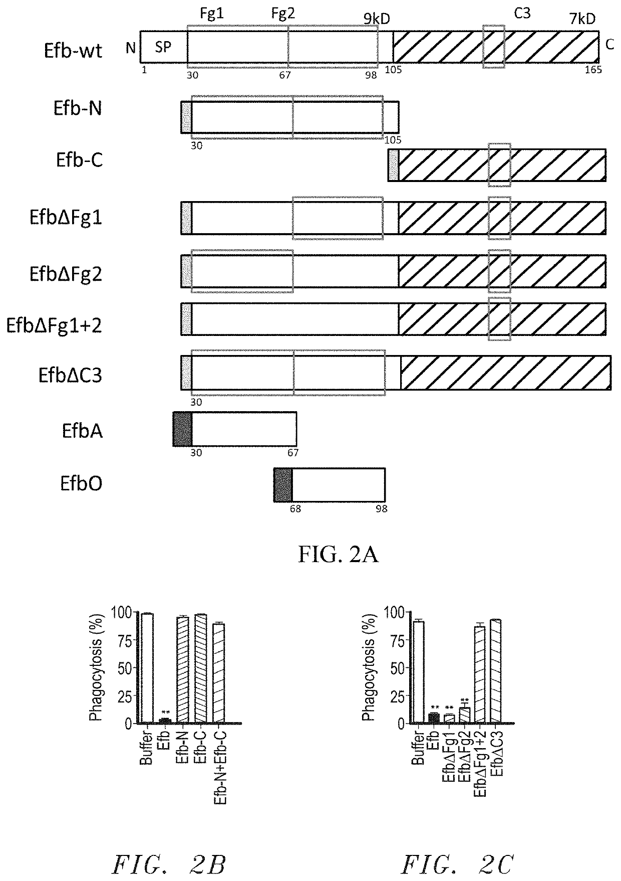 Compositions and use of a fibrinogen binding motif present in efb and coa for therapeutics and vaccines against staphylococcus aureus