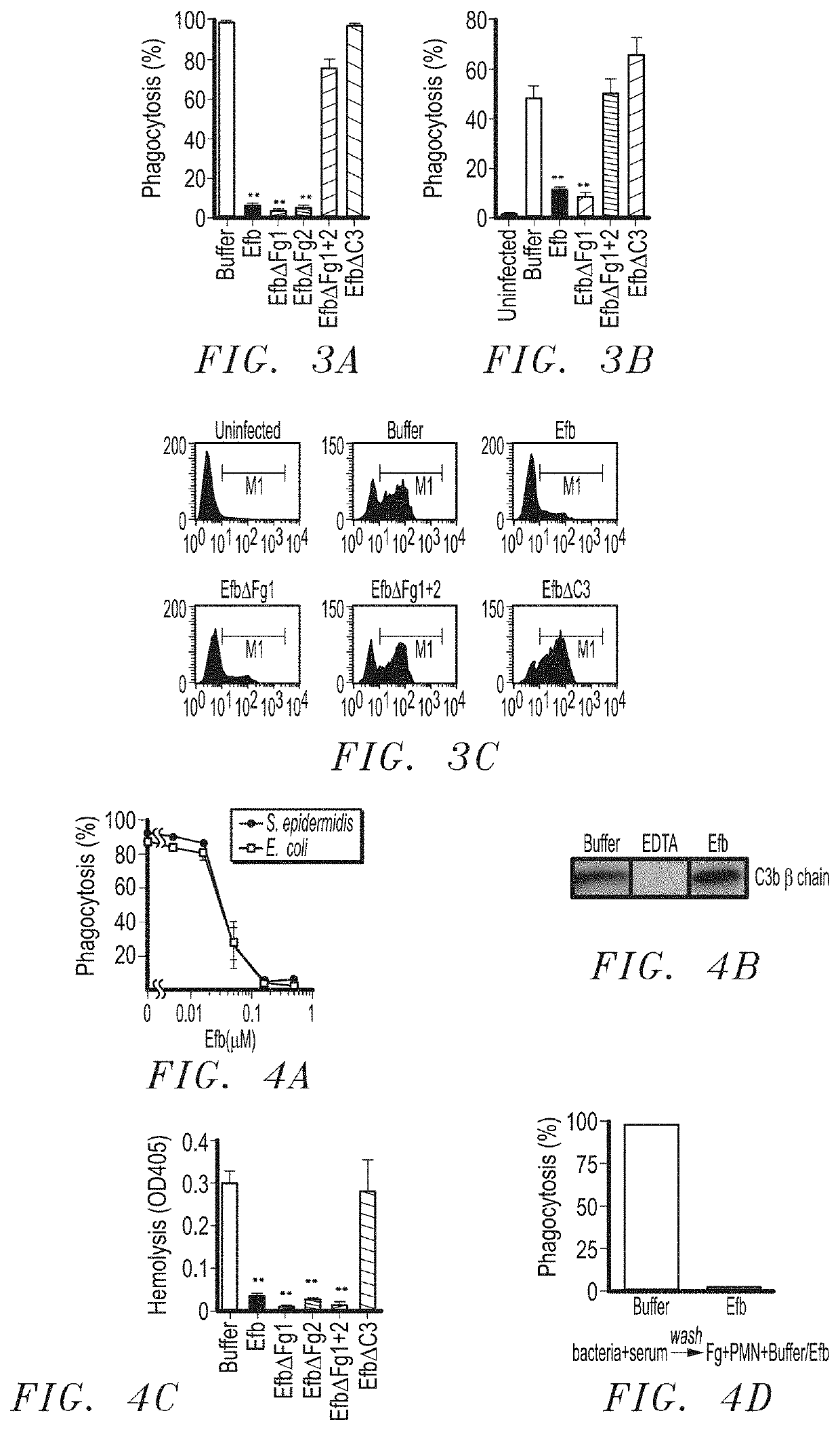 Compositions and use of a fibrinogen binding motif present in efb and coa for therapeutics and vaccines against staphylococcus aureus