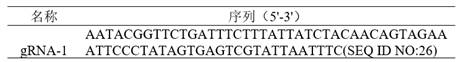 gRNAs, kits and vector systems for detection of pine xylophilus