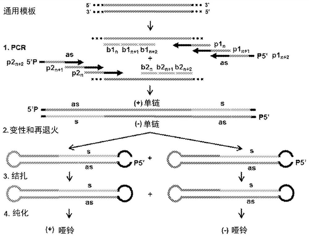 Method for generating dumbbell-shaped DNA vector
