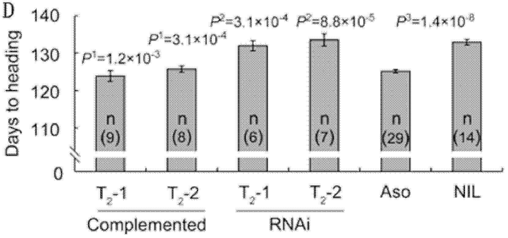 Set of DTH2 genes for controlling heading stage of paddy rice and haplotypes and application thereof