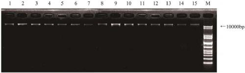 Molecular marker primer and method used for identification of prunus pedunculata, prunus mongolica, and prunus triloba