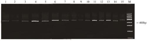 Molecular marker primer and method used for identification of prunus pedunculata, prunus mongolica, and prunus triloba
