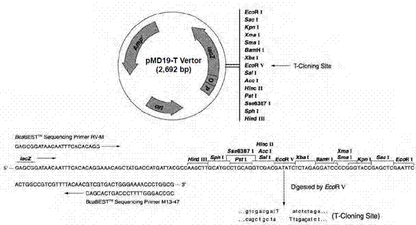 Kelp gametophyte lhcf 6 gene promoter and application thereof