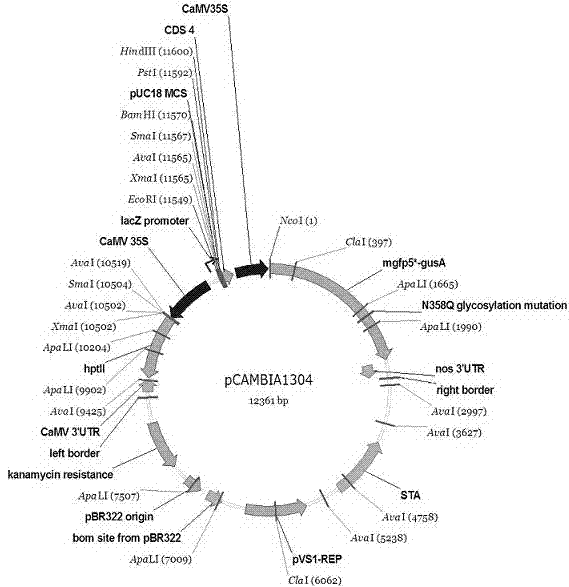 Kelp gametophyte lhcf 6 gene promoter and application thereof